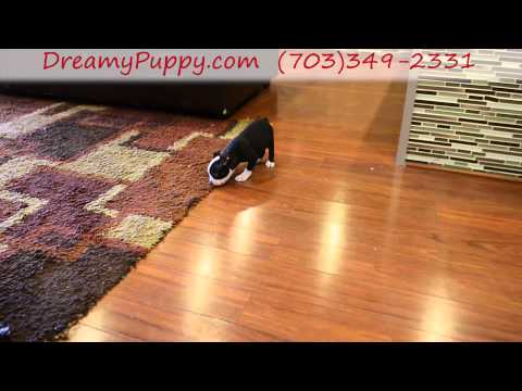 Adorable Boston Terrier Girl!