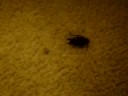 Ewww!! Roachee Bugs