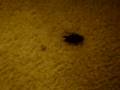 Ewww!! Roachee Bugs