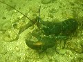 Nova Scotia Video