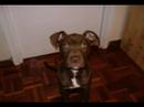 roko con 10 meses