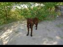 roko con 10 meses