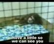 The Wolf Girl  Witch Effect