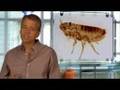 Pets and Flea Bite Dermatitis - Allergic to Fleas