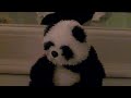 Animal World News Part 2 Animal World News Part 2