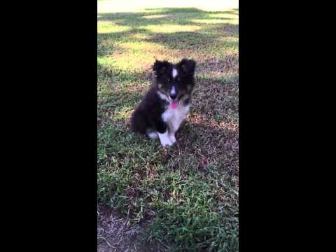 AKC tri colored male sheltie