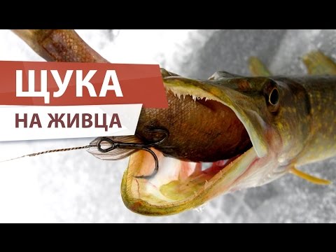 поиск щуки на жерлицы поиск щуки на жерлицы