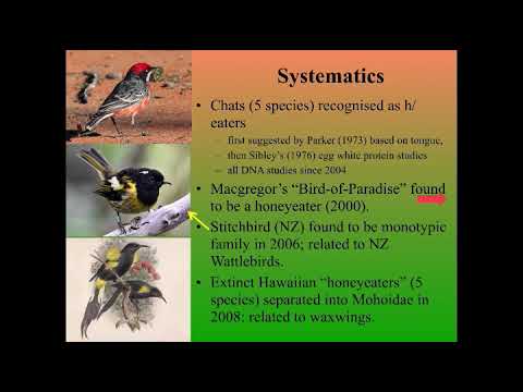 <p>Honeyeaters – What we know and what we don’t know</p>
 video thumbnail