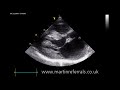 Visit http://www.vetsurgeon.org for a full description of this video.