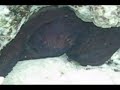 Octopus cyanea Gray Octopus cyanea Gray