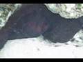 Octopus cyanea Gray