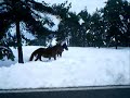 KARAJADAS EXCURSION POR ENTRE LA NIEVE TINEO