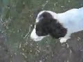 Crazy and adorable springer spaniel pups