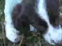 videos de Crazy and adorable springer spaniel pups