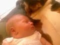 Basset dog with Baby