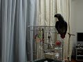 My Parrot -05- \"Sukiyaki Parrot\"
