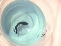 Siamese Fighting Fish and a Cricket Siamese Fighting Fish and a Cricket