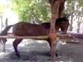 CABALLO BAILANDO SINALOENSE