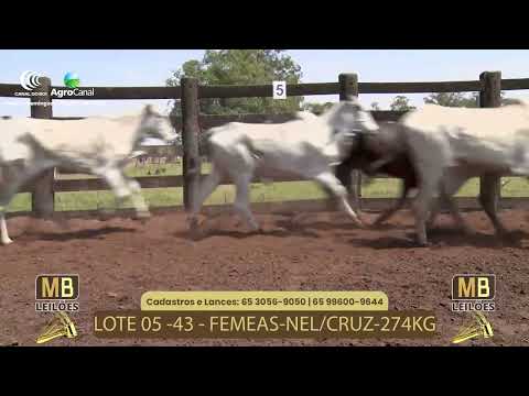 519 LEILO VIRTUAL MB LEILES