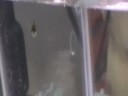 Zack the Glassfish Zack the Glassfish