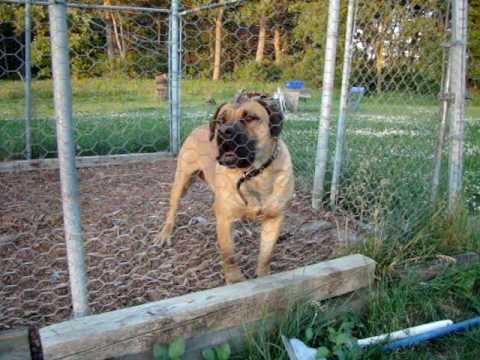 canary dog