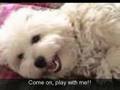 Coton