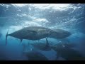 biggest tuna in the world! bigger than a couch! biggest tuna in the world! bigger than a couch!