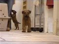 Irish Terrier Puppies - November 2006