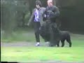 Bouvier des Flandres Peggy KNPV Policedog1 Trial Bouvier des Flandres Peggy KNPV Policedog1 Trial