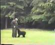 Boyero de Flandes video