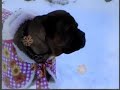 DEXT-ORR BULLMASTIFFS-DOGS PLAY IN SNOW