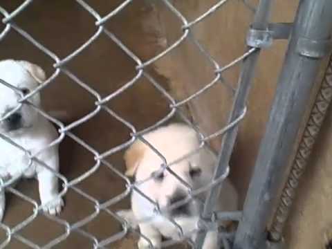how to care shar pei
