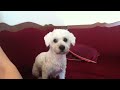 Dog's reaction to Ezan sequence