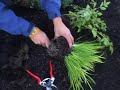 Dividing Perennials Dividing Perennials