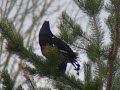 Black Grouse - Tetrao tetrix