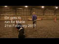 Marie running Oz while Stig is off due to lameness.