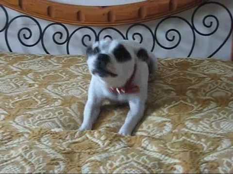 staffy