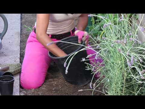 how to fertilize lavender