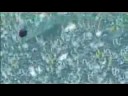 Maddan 09 Trailer