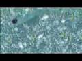 Maddan 09 Trailer