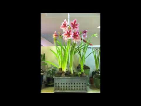 how to replant amaryllis