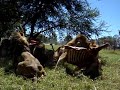 Lions feeding at antelope park Lions feeding at antelope park