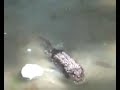 zoobic2 zoobic2