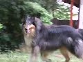 \"Dog Tales\" episode D-109 promo \"Dog Tales\" episode D-109 promo
