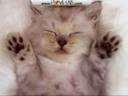 Have A PRRRfect Christmas Have A PRRRfect Christmas