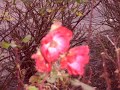 Roxette - You Don\ Roxette - You Don\