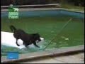 Perro inteligente saca pelota de piscina
