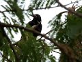 Indian Jungle Crow on A Subabool Tree Indian Jungle Crow on A Subabool Tree