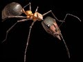 Ant Powder Ant Powder