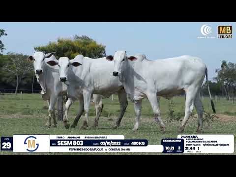 2� DE OLHO NA FAZENDA NELORE SESMARIAS